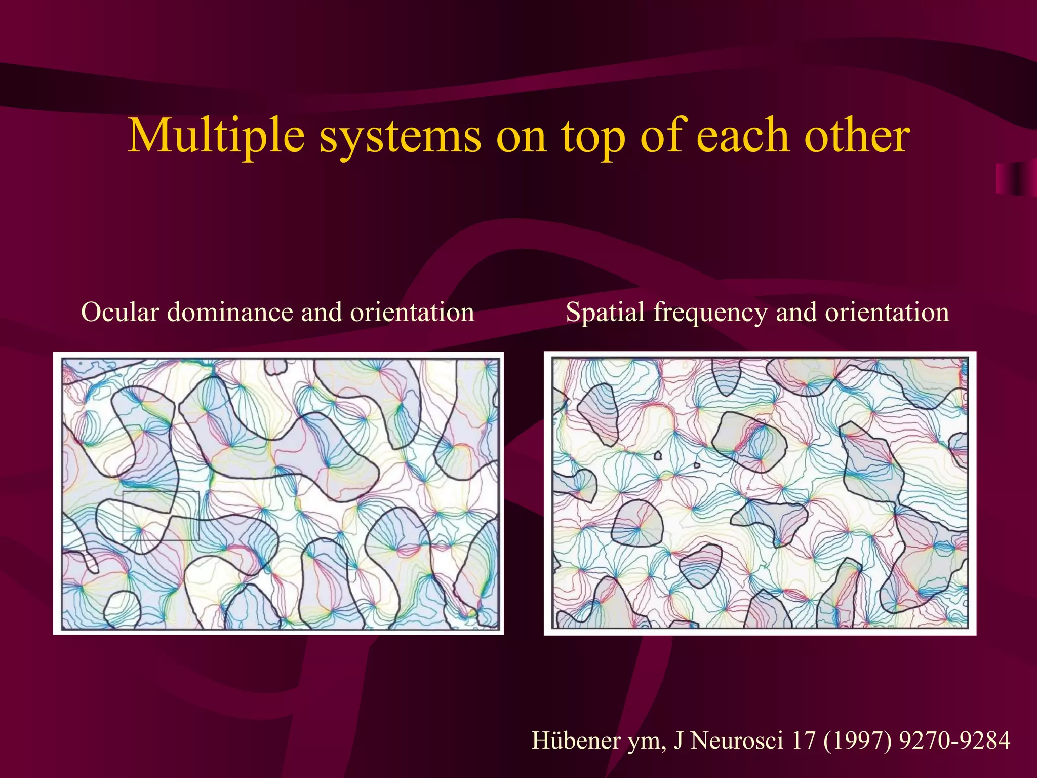 Multiple systems on top of each other Hübener ym, J Neurosci 17 (1997) 9270-9284 Ocular dominance and orientation Spatial frequency and orientation 