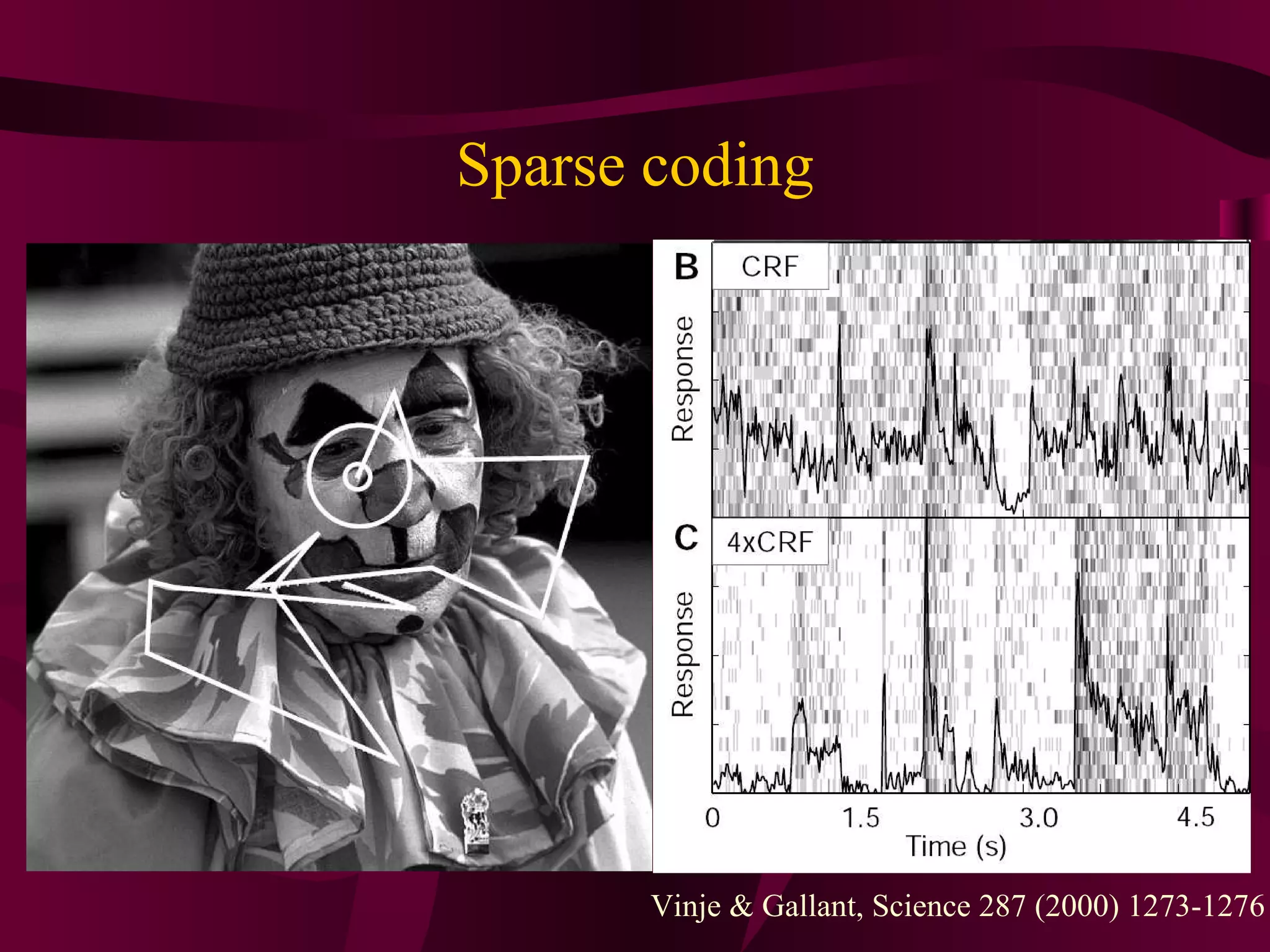 Sparse coding Vinje & Gallant, Science 287 (2000) 1273-1276 
