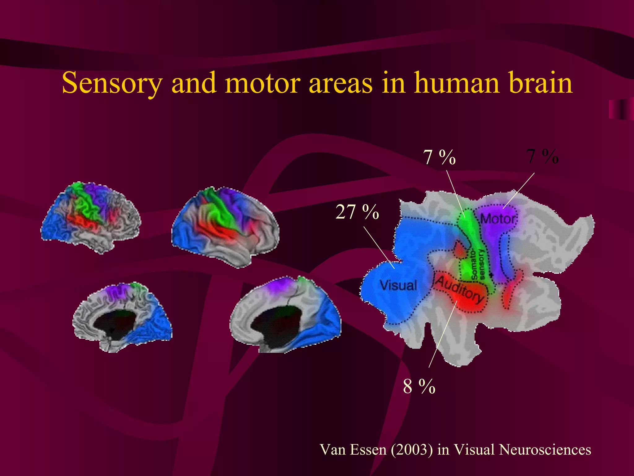 Sensory and motor areas in human brain Van Essen (2003) in Visual Neurosciences 27 % 7 % 7 % 8 % 