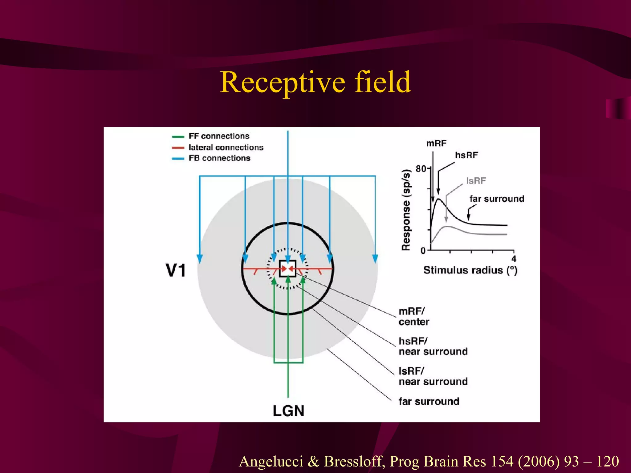 Receptive field Angelucci & Bressloff, Prog Brain Res 154 (2006) 93 – 120  