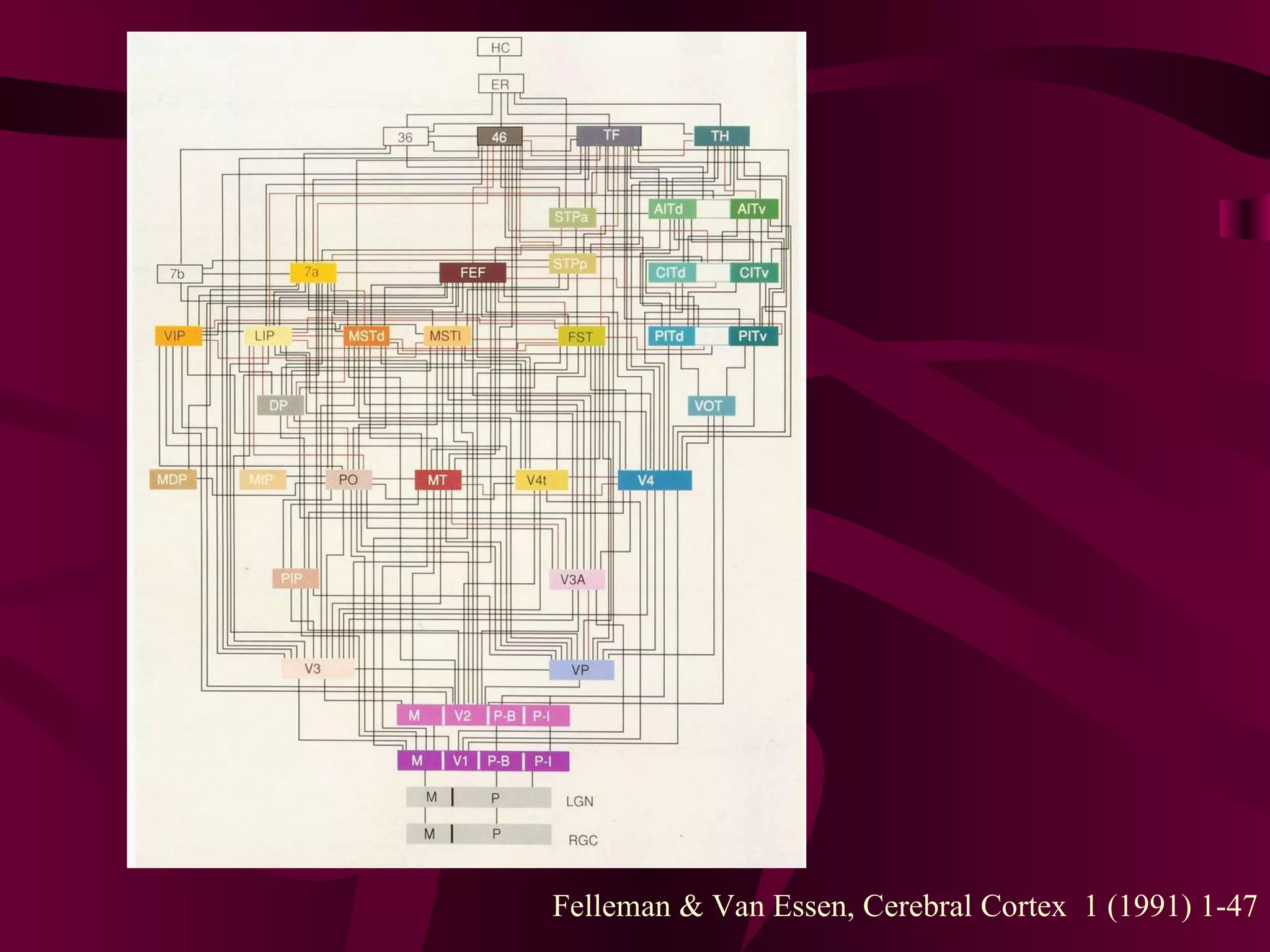 Felleman & Van Essen, Cerebral Cortex  1 (1991) 1-47 
