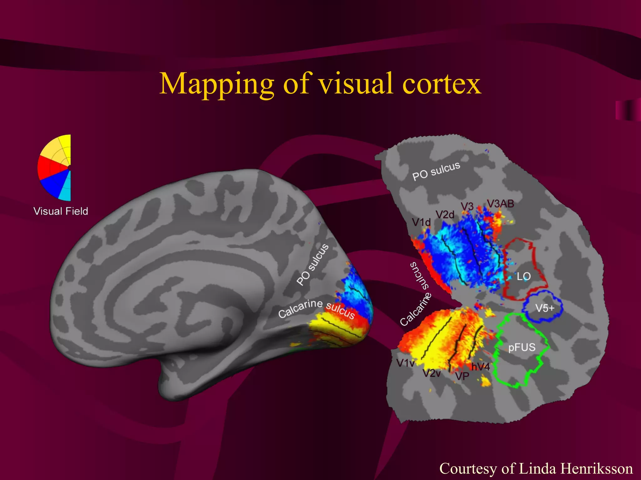 Mapping of visual cortex Courtesy of Linda Henriksson 