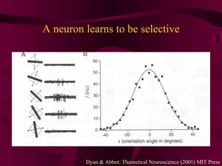 A neuron learns to be selective Dyan & Abbot: Theoretical Neuroscience (2001) MIT Press 