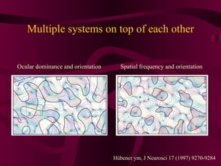 Multiple systems on top of each other Hübener ym, J Neurosci 17 (1997) 9270-9284 Ocular dominance and orientation Spatial frequency and orientation 