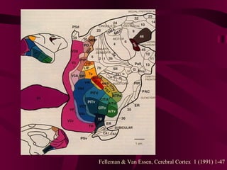 Felleman & Van Essen, Cerebral Cortex  1 (1991) 1-47 