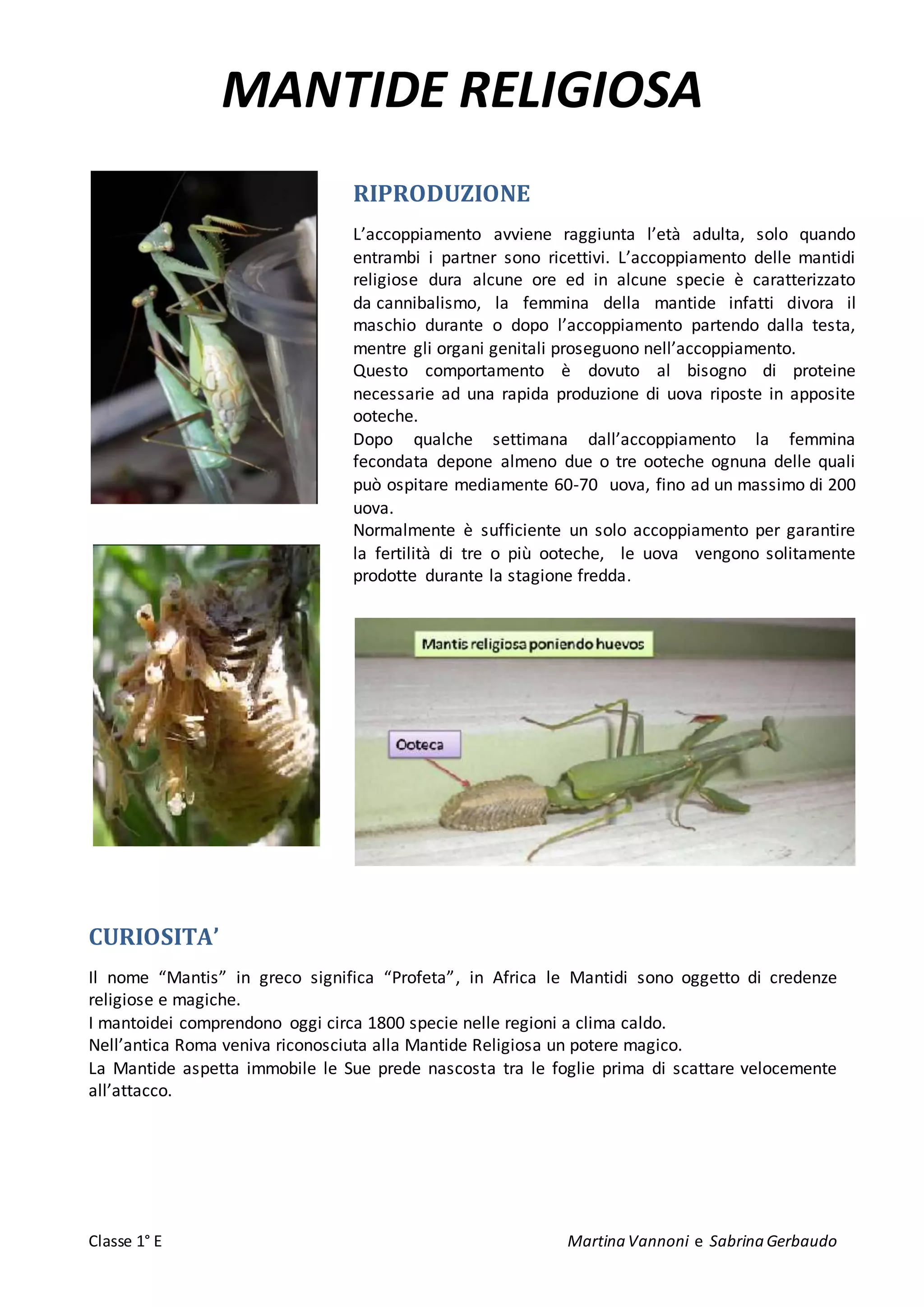 Vannoni Martina Ricerca Mantide Religiosa DOCX vannoni-martina-ricerca-mantide-religiosa-docx