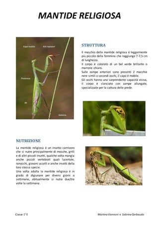 Vannoni Martina Ricerca Mantide Religiosa DOCX vannoni-martina-ricerca-mantide-religiosa-docx