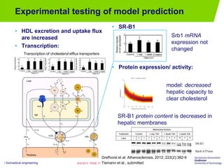 • SR-B1
• Protein expression/ activity:
Experimental testing of model prediction
• HDL excretion and uptake flux
are increased
• Transcription:
/ biomedical engineering PAGE 1719-8-2013
Transcription of cholesterol efflux transporters
Grefhorst et al. Atherosclerosis, 2012; 222(2):382-9
Tiemann et al., submitted
SR-B1 protein content is decreased in
hepatic membranes
Srb1 mRNA
expression not
changed
model: decreased
hepatic capacity to
clear cholesterol
 