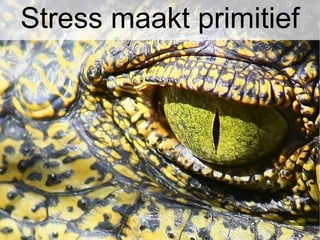 Stress maakt primitief
 