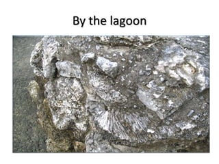 By the lagoon