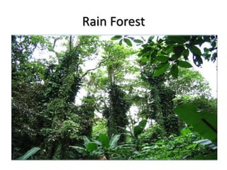 Rain Forest