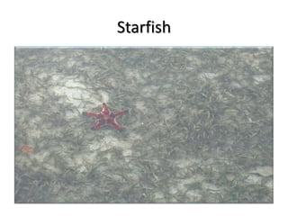 Starfish