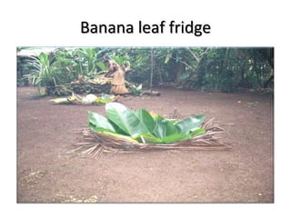 Banana leaf fridge