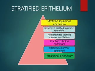 STRATIFIED EPITHELIUM
Stratified squamous
epithelium
Keratinized stratified squamous
epithelium
Nonkeratinized stratified
squamous epithelium
Stratified cuboidal
epithelium
Stratified columnar
epithelium
Transitional epithelium
 