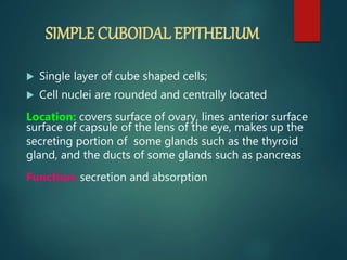 SIMPLE CUBOIDAL EPITHELIUM
 Single layer of cube shaped cells;
 Cell nuclei are rounded and centrally located
Location: covers surface of ovary, lines anterior surface
surface of capsule of the lens of the eye, makes up the
secreting portion of some glands such as the thyroid
gland, and the ducts of some glands such as pancreas
Function: secretion and absorption
 