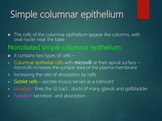 Simple columnar epithelium
 The cells of the columnar epithelium appear like columns, with
oval nuclei near the base
Nonciliated simple columnar epithelium:
 It contains two types of cells –
 Columnar epithelial cells with microvilli at their apical surface –
microvilli increases the surface area of the plasma membrane
 Increasing the rate of absorption by cells
 Goblet cells – secrete mucus serves as a lubricant
 Location : lines the GI tract , ducts of many glands and gallbladder
 Function: secretion and absorption
 