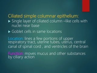 Ciliated simple columnar epithelium:
 Single layer of ciliated column –like cells with
nuclei near base
 Goblet cells in same locations
Location: lines a few portions of upper
respiratory tract, uterine tubes, uterus, central
canal of spinal cord , and ventricles of the brain
Function: moves mucus and other substances
by ciliary action
 