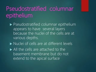 Pseudostratified columnar
epithelium
 Pseudostratified columnar epithelium
appears to have several layers
because the nuclei of the cells are at
various depths.
 Nuclei of cells are at different levels
 All the cells are attached to the
basement membrane but do not
extend to the apical surface
 