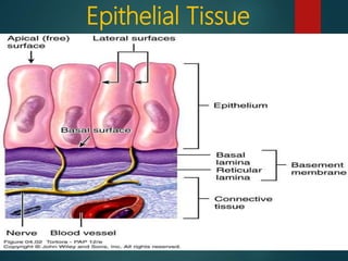 Epithelial Tissue
 