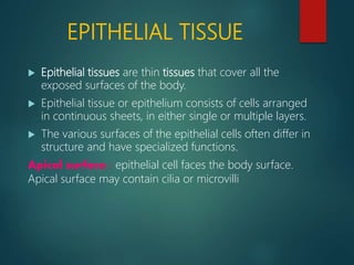 EPITHELIAL TISSUE
 Epithelial tissues are thin tissues that cover all the
exposed surfaces of the body.
 Epithelial tissue or epithelium consists of cells arranged
in continuous sheets, in either single or multiple layers.
 The various surfaces of the epithelial cells often differ in
structure and have specialized functions.
Apical surface : epithelial cell faces the body surface.
Apical surface may contain cilia or microvilli
 