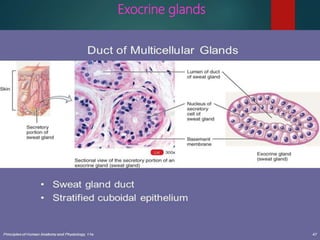 Exocrine glands
 