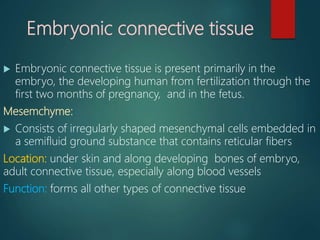 Embryonic connective tissue
 Embryonic connective tissue is present primarily in the
embryo, the developing human from fertilization through the
first two months of pregnancy, and in the fetus.
Mesemchyme:
 Consists of irregularly shaped mesenchymal cells embedded in
a semifluid ground substance that contains reticular fibers
Location: under skin and along developing bones of embryo,
adult connective tissue, especially along blood vessels
Function: forms all other types of connective tissue
 