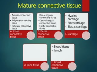 Mature connective tissue
• Areolar connective
tissue
• Adipose connective
tissue
• Reticular connective
tissue
A. loose
connective
tissue
• Dense regular
connective tissue
• Dense irregular
connective tissue
• Elastic connective
tissue
B. Dense
connective
tissue
• Hyaline
cartilage
• Fibrocartilage
• Elastic cartilage
C. cartilage
D. Bone tissue
• Blood tissue
• lymph
E. Liquid
connective
tissue
 