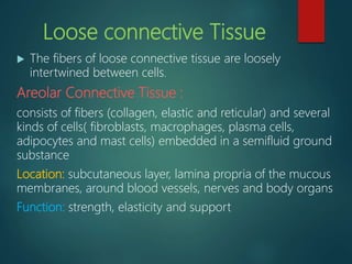 Loose connective Tissue
 The fibers of loose connective tissue are loosely
intertwined between cells.
Areolar Connective Tissue :
consists of fibers (collagen, elastic and reticular) and several
kinds of cells( fibroblasts, macrophages, plasma cells,
adipocytes and mast cells) embedded in a semifluid ground
substance
Location: subcutaneous layer, lamina propria of the mucous
membranes, around blood vessels, nerves and body organs
Function: strength, elasticity and support
 
