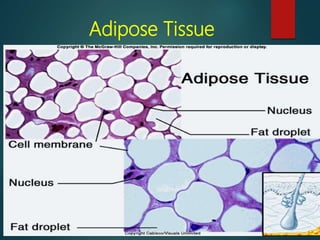 Adipose Tissue
 