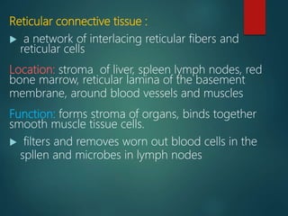 Reticular connective tissue :
 a network of interlacing reticular fibers and
reticular cells
Location: stroma of liver, spleen lymph nodes, red
bone marrow, reticular lamina of the basement
membrane, around blood vessels and muscles
Function: forms stroma of organs, binds together
smooth muscle tissue cells.
 filters and removes worn out blood cells in the
spllen and microbes in lymph nodes
 