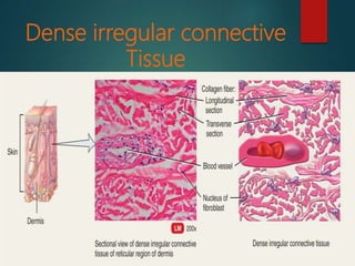 Dense irregular connective
Tissue
 