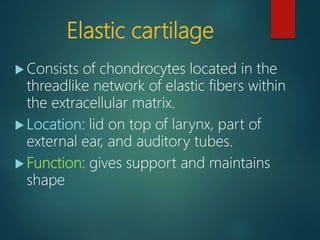 Elastic cartilage
 Consists of chondrocytes located in the
threadlike network of elastic fibers within
the extracellular matrix.
 Location: lid on top of larynx, part of
external ear, and auditory tubes.
 Function: gives support and maintains
shape
 