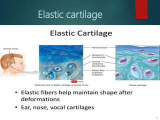 Elastic cartilage
 