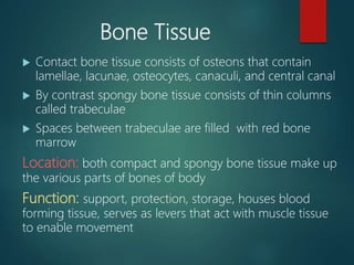Bone Tissue
 Contact bone tissue consists of osteons that contain
lamellae, lacunae, osteocytes, canaculi, and central canal
 By contrast spongy bone tissue consists of thin columns
called trabeculae
 Spaces between trabeculae are filled with red bone
marrow
Location: both compact and spongy bone tissue make up
the various parts of bones of body
Function: support, protection, storage, houses blood
forming tissue, serves as levers that act with muscle tissue
to enable movement
 