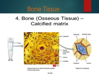 Bone Tissue
 