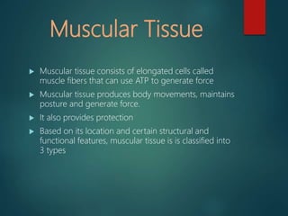 Muscular Tissue
 Muscular tissue consists of elongated cells called
muscle fibers that can use ATP to generate force
 Muscular tissue produces body movements, maintains
posture and generate force.
 It also provides protection
 Based on its location and certain structural and
functional features, muscular tissue is is classified into
3 types
 