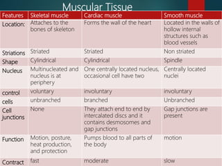 Muscular Tissue
Features Skeletal muscle Cardiac muscle Smooth muscle
Location: Attaches to the
bones of skeleton
Forms the wall of the heart Located in the walls of
hollow internal
structures such as
blood vessels
Striations Striated Striated Non striated
Shape Cylindrical Cylindrical Spindle
Nucleus Multinucleated and
nucleus is at
periphery
One centrally located nucleus,
occasional cell have two
Centrally located
nuclei
control voluntary involuntary involuntary
cells unbranched branched Unbranched
Cell
junctions
None They attach end to end by
intercalated discs and it
contains desmosomes and
gap junctions
Gap junctions are
present
Function Motion, posture,
heat production,
and protection
Pumps blood to all parts of
the body
motion
Contract fast moderate slow
 