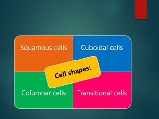 Squamous cells Cuboidal cells
Columnar cells Transitional cells
 
