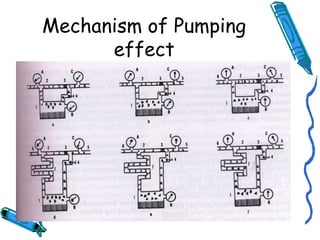 Mechanism of Pumping
effect
 