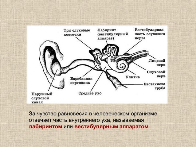 Вестибулярный аппарат