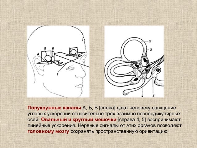 Вестибулярный аппарат