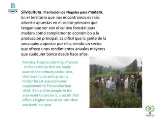 Silvicultura. Plantación de Nogales para madera. En el territorio que nos encontramos es raro advertir apuestas en el sector primario que tengan que ver con el cultivo forestal para madera como complemento económico a la producción principal. Es difícil que la gente de la zona quiera apostar por ello, siendo un sector que ofrece unos rendimientos anuales mayores que cualquier banco desde hace años.Forestry. Nogales planting of wood.  In the territory that we rarely warn in the primary sector bets that have to do with growing timber forest eco-economic supplement to The production chief. It's hard for people in the area want to bet on it, a sector that offers a higher annual returns than any bank in a year 