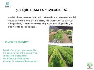 ¿DE QUE TRATA LA SILVICULTURA? la selvicultura siempre ha estado orientada a la conservación del medio ambiente y de la naturaleza, a la protección de cuencas hidrográficas, al mantenimiento de pastos para el ganado y al crecimiento de los bosques. WHAT IS THE FORESTRY? forestry has always been geared to the conservation of the environment and nature, protection of watersheds, maintenance of pastures for cattle and forest growth. 