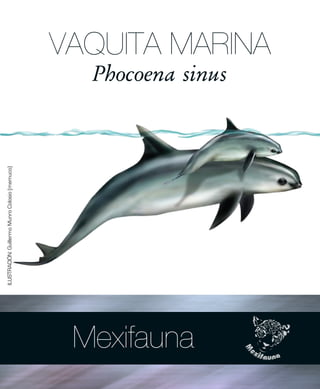 Phocoena sinus
VAQUITA MARINA
Mexifauna
ILUSTRACIÓN:GuillermoMunroColosio(memuco)
 