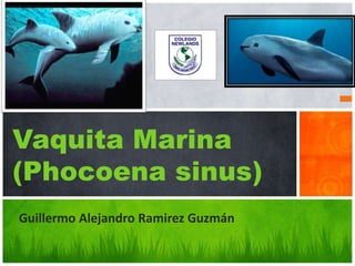 Vaquita Marina
(Phocoena sinus)
Guillermo Alejandro Ramirez Guzmán
 