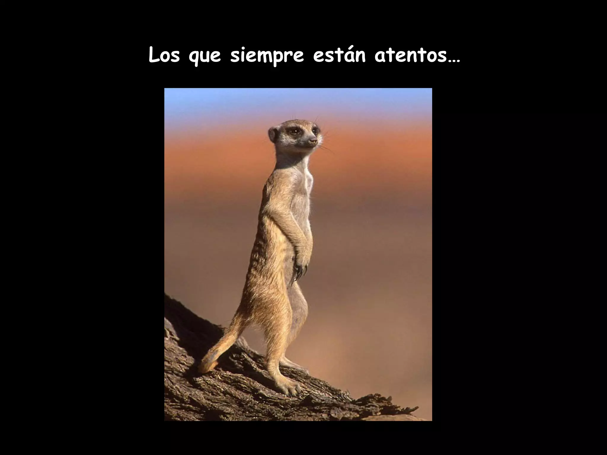 Los que siempre están atentos…
 