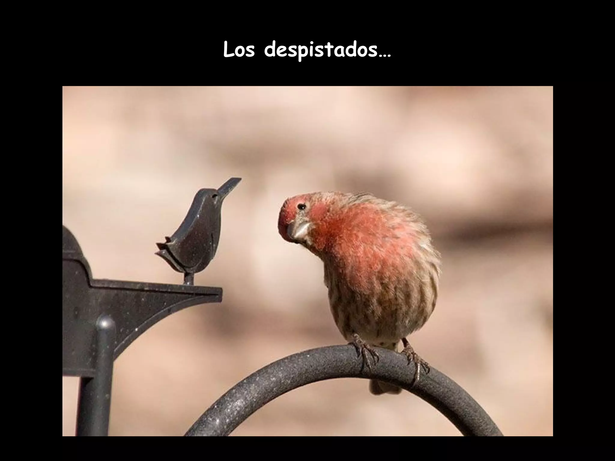 Los despistados…
 