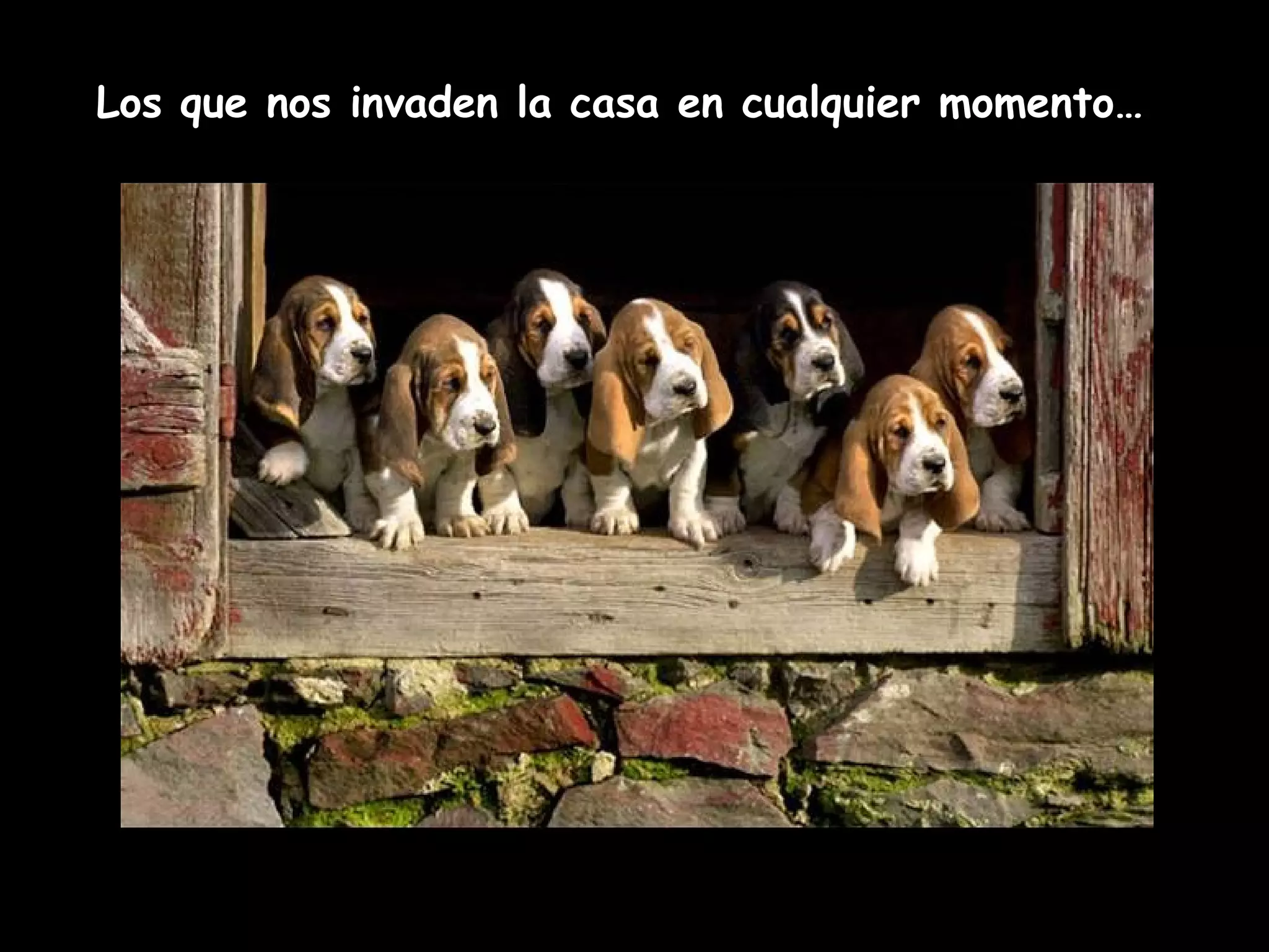 Los que nos invaden la casa en cualquier momento…
 