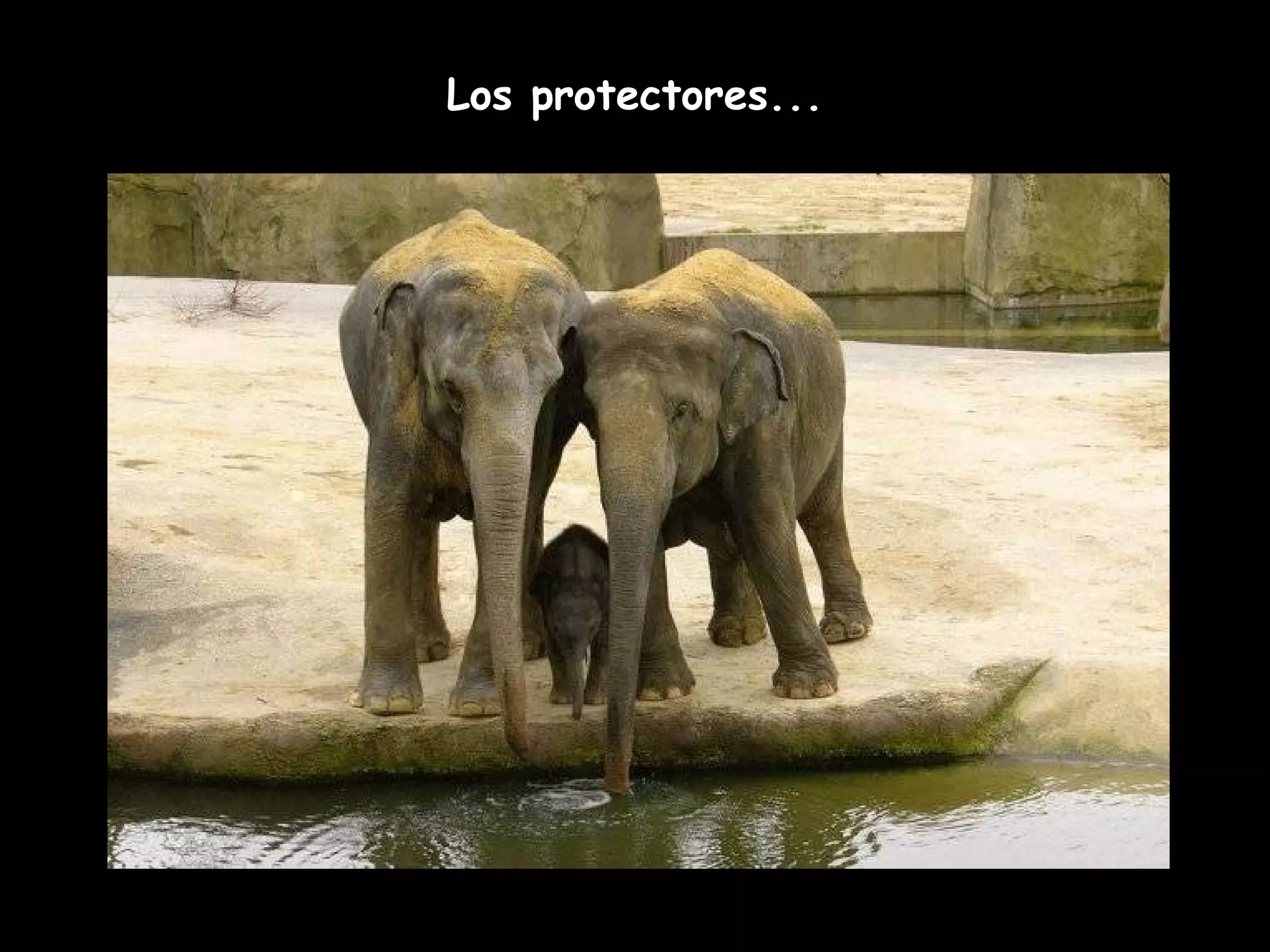 Los protectores...
 