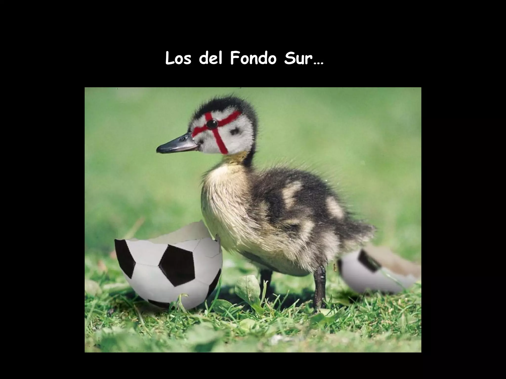 Los del Fondo Sur…
 